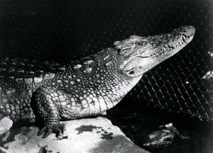 An American Alligator at London Zoo in September 1924 by Frederick William Bond
