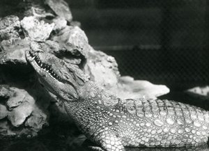 An American Alligator resting in a pool, looking up by the rocks at the side of the pool, London Zoo by Frederick William Bond