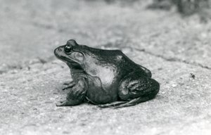 An American Bullfrog, London Zoo, 1925
