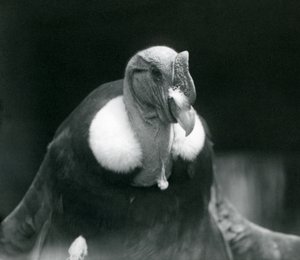 An Andean Condor at London Zoo in 1926 by Frederick William Bond