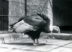 An Andean Vulture standing on the floor of its enclosure at London Zoo in July 1925 by Frederick William Bond