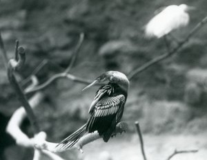 An Anhinga (American Darter, Snakebird, Water Turkey) Sitting on a Branch at London Zoo, September 1927 by Frederick William Bond