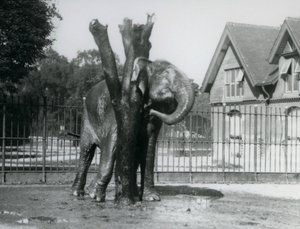 An Asian Elephant scratching behind its ear on the scratching post, in its enclosure, London Zoo by Frederick William Bond