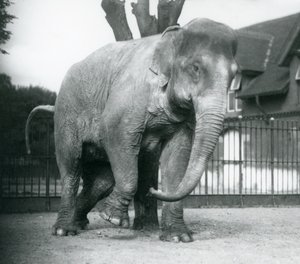 An Asian Elephant scratching itself against a dead tree, London Zoo by Frederick William Bond