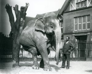 An Asian Elephant scratching itself against a dead tree, while balancing on three legs, with its trainer, Syed Ali, looking on, London Zoo by Frederick William Bond
