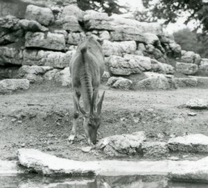 An Eland grazing in the Antelope Paddock at London Zoo in 1929
