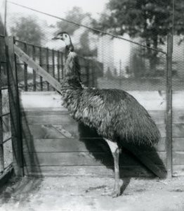An Emu at London Zoo by Frederick William Bond
