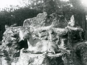 A Himalayan Ibex Resting on a Rock Ledge at London Zoo, August 1927 by Frederick William Bond