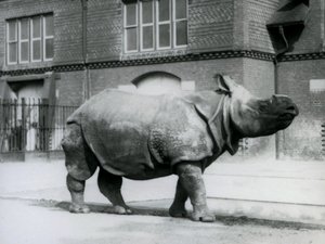 An Indian Rhinoceros at London Zoo by Frederick William Bond