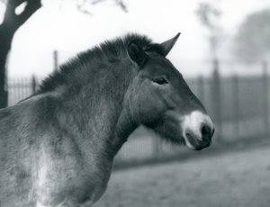 An Endangered Przewalski