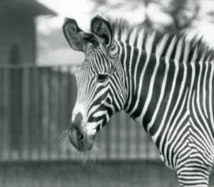 A Female Endangered Grevy