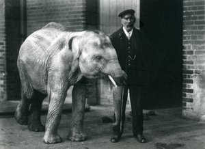 Baby Asian Elephant with Keeper Charles Eyles, London Zoo, November 1915 by Frederick William Bond