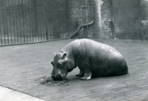 Baby Hippopotamus 