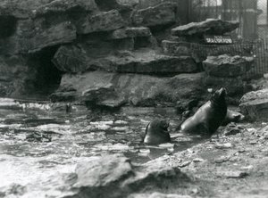 California Sea Lions with Ice on Their Pool, London Zoo by Frederick William Bond