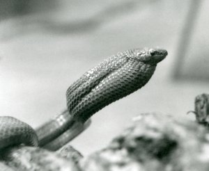 Egg-Eating Snake at London Zoo in 1930 by Frederick William Bond