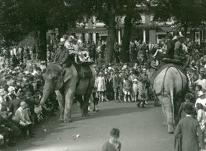 Elephant Rides, with Two Asiatic Elephants Watched by Crowds of Onlookers at London Zoo in August 1926 by Frederick William Bond