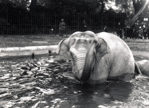 Elephant bathing by Frederick William Bond