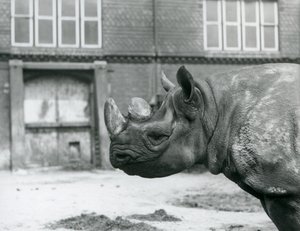 Eliza, a female Black Rhinoceros, London Zoo