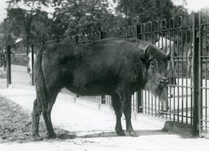 European Bison 
