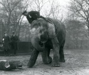 Female Asian Elephant, Indiarani, Moving Timber with Her Trunk, While Her Keeper Sits on Her Back Directing Her and Two Other People Look On, London Zoo, 1925