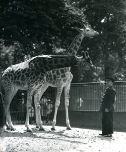 Female Giraffes Maud and Maggie, with Keeper Ernie Professor Bowman, London Zoo by Frederick William Bond