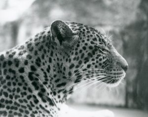 Female Leopard Daisy at London Zoo, August 1925 by Frederick William Bond