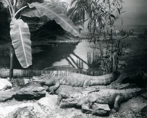 Four Alligators, in a Panorama Setting with a Banana Tree, at London Zoo in 1929 by Frederick William Bond