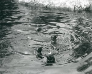 Four King Penguins swimming in their pool at London Zoo