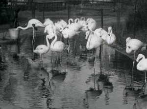 Greater Flamingos on their pond at London Zoo, 1926 by Frederick William Bond