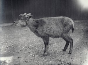 Himalayan Goral at London Zoo