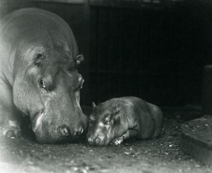 Hippopotamus Joan with her male calf Jimmy at London Zoo in March 1927