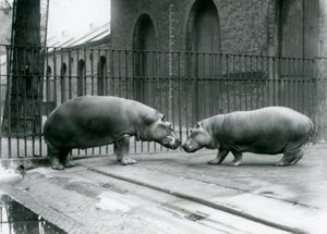 Hippopotamuses Bobbie and Joan Are Introduced at London Zoo, 1923
