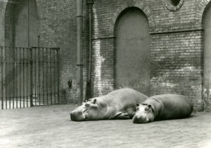 Hippopotamuses Bobbie and Joan at London Zoo, July 1923 by Frederick William Bond