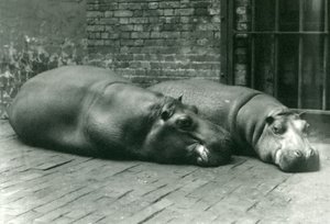 Hippopotamuses Bobbie and Joan Lying Down in Their Enclosure in London Zoo, July 1923 by Frederick William Bond