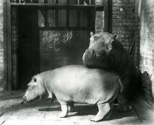 Hippopotamuses Joan and Jimmy at London Zoo in 1927 by Frederick William Bond