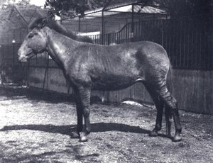 Hybrid zebrahorse at London Zoo