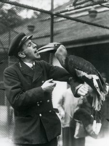 Keeper T. Raggett Feeding a Great Indian Hornbill with a Fruit Held in His Mouth, London Zoo 1924