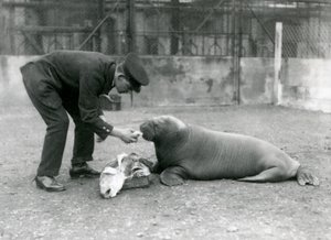 Keeper Arthur Chandler Feeding Fish to a Young Walrus, London Zoo, 1924