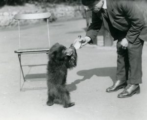 Keeper Harry Warwick bottle feeds a Sloth Bear cub at London Zoo, August 1921