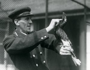 Keeper Thomas Raggett stroking a Great Indian Hornbill under its bill at London Zoo