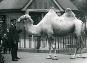 Keeper W. Styles, with a Bactrian Camel, outside the Llama House at London Zoo, July 1914 by Frederick William Bond
