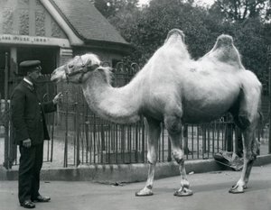 Keeper W. Styles, with a Bactrian Camel, outside the Llama House at London Zoo, July 1914 by Frederick William Bond