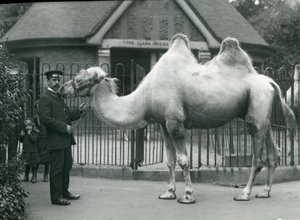 Keeper W. Styles, with a Bactrian Camel, Outside the Llama House at London Zoo, July 1914 by Frederick William Bond
