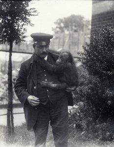 Keeper Z. Rodwell holding young Orangutan at London Zoo by Frederick William Bond