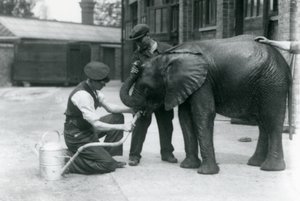 Keepers help young male African Elephant Kiberenge to drink from a hose, London Zoo, July 1924 by Frederick William Bond