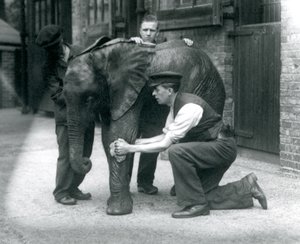 Keepers oiling the skin of young male African Elephant Kiberenge, London Zoo, July 1924 by Frederick William Bond