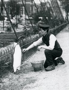 King Penguin, Being Given a Wash, by Keeper Harry Munro, with a Sponge at London Zoo May 1914. Munro was Killed in the First World War, Having Served in the Army, in Airships and on Anti-Submarine Patrol