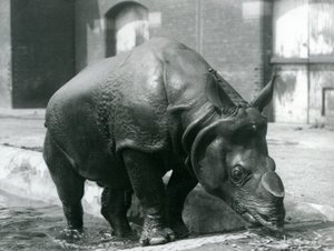 Male Indian Rhinoceros Felix Leaving His Pool at London Zoo in 1928