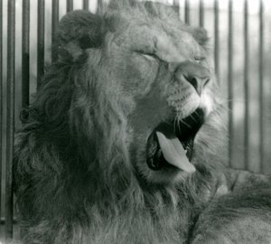Male Lion, Abdullah, yawns in his enclosure at London Zoo in 1925 by Frederick William Bond