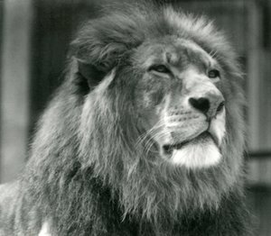 Male Lion Kuja at London Zoo in August 1924 by Frederick William Bond